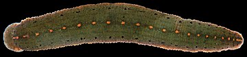 Macrobdella_decora_(I1994)_0420_(42233396575)