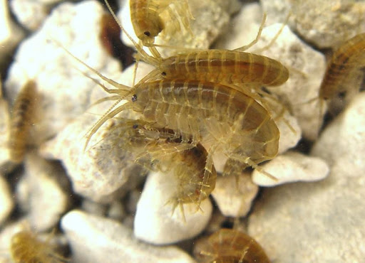 (©Encyclopédie de la nature de Bourgogne-Franche-Comté).