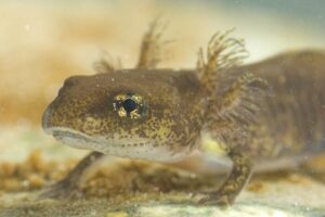 larve salamandre
